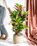 Codiaeum Croton Iceton plant delivery