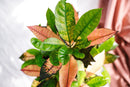 Codiaeum Croton Iceton plant delivery