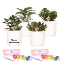 Entrega de plantas Creative Beginner Box 4 suculentas