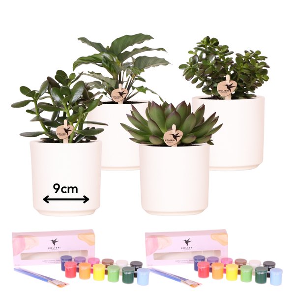 Entrega de plantas Creative Beginner Box 4 suculentas