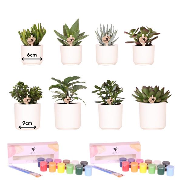 Entrega de plantas Visionary Creative Box 8 suculentas