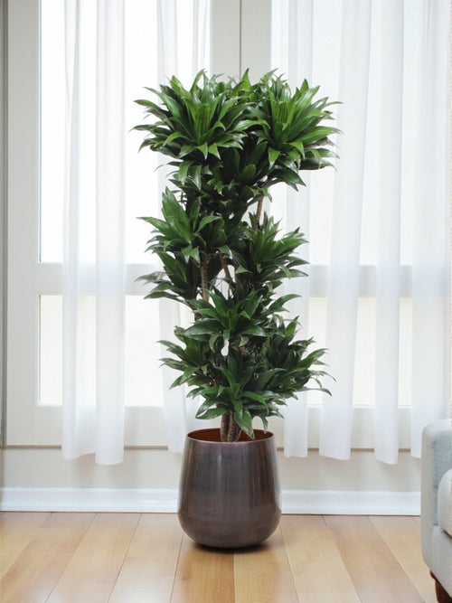 Dracaena Compacta plant delivery