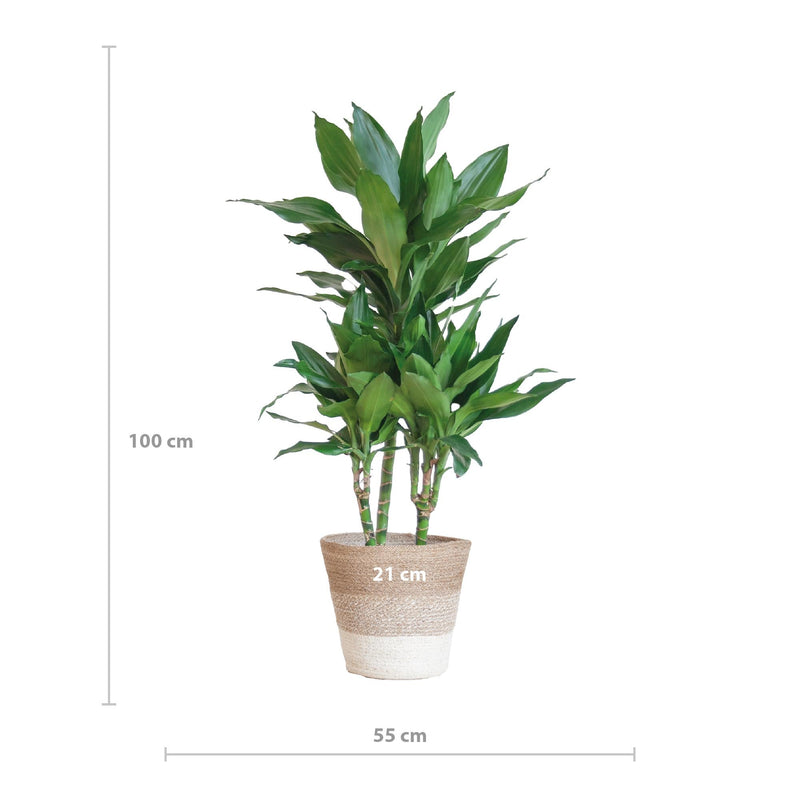 Dracaena plant delivery Janet Lindt and its pot