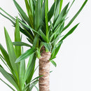 Dracaena plant delivery Janet Lindt and its pot