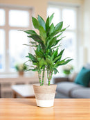 Dracaena plant delivery Janet Lindt and its pot
