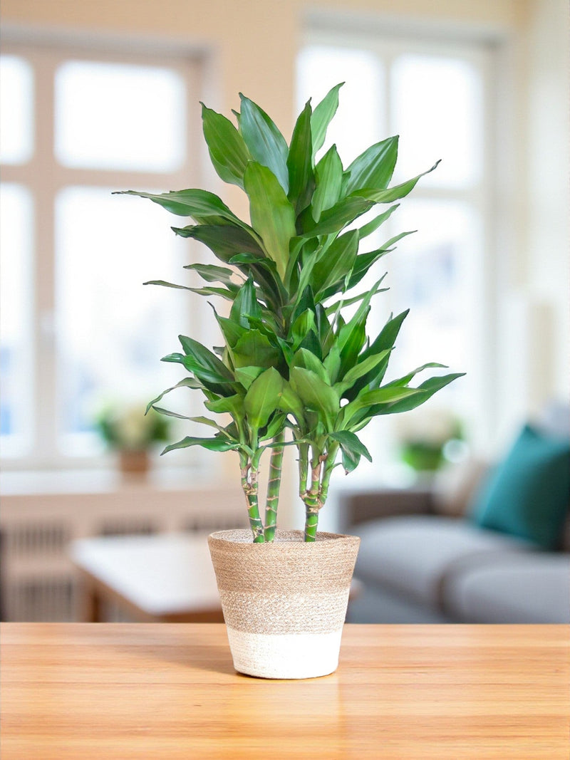 Dracaena plant delivery Janet Lindt and its pot