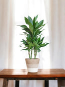 Dracaena plant delivery Janet Lindt and its pot