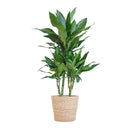 Dracaena plant delivery Janet Lindt and its pot