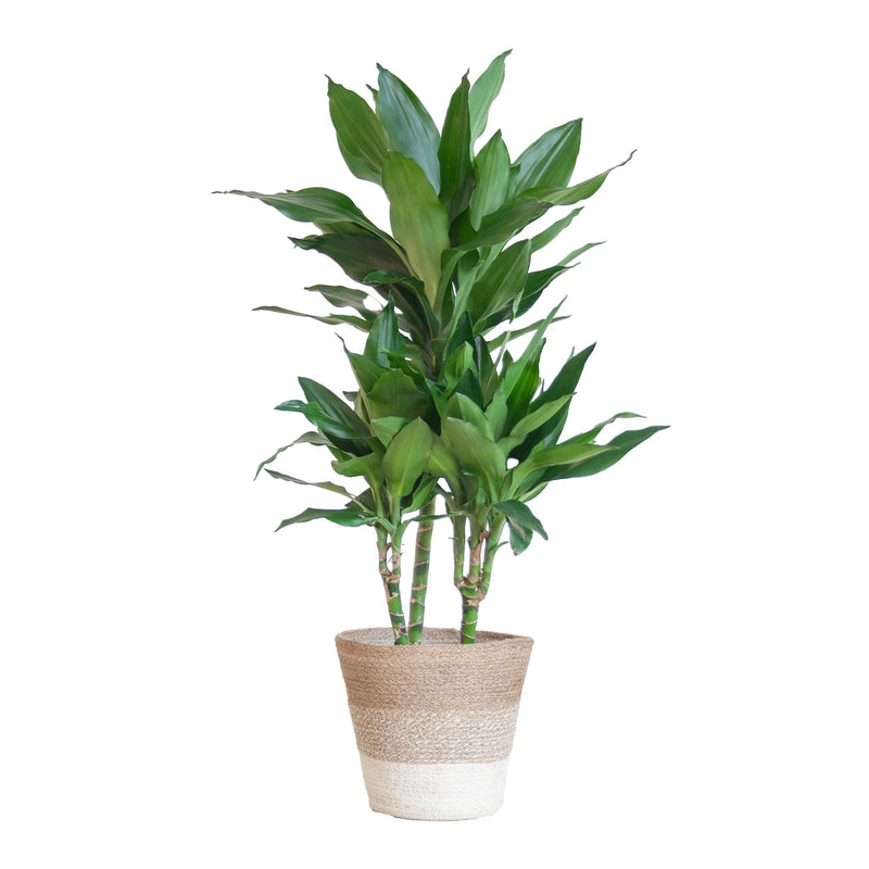 Dracaena plant delivery Janet Lindt and its pot