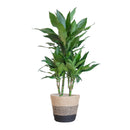 Dracaena plant delivery Janet Lindt and its pot