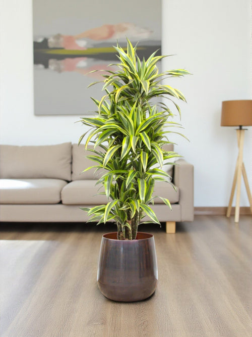 Dracaena Lemon Lime plant delivery