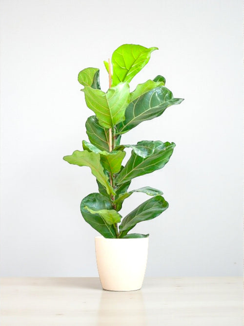 Ficus Lyrata plant delivery and its pot