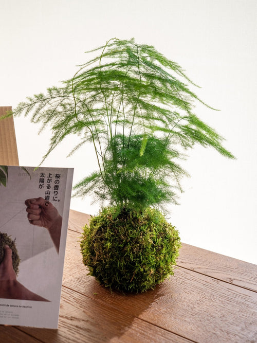 Kit de entrega de plantas Kokedama - Espárragos