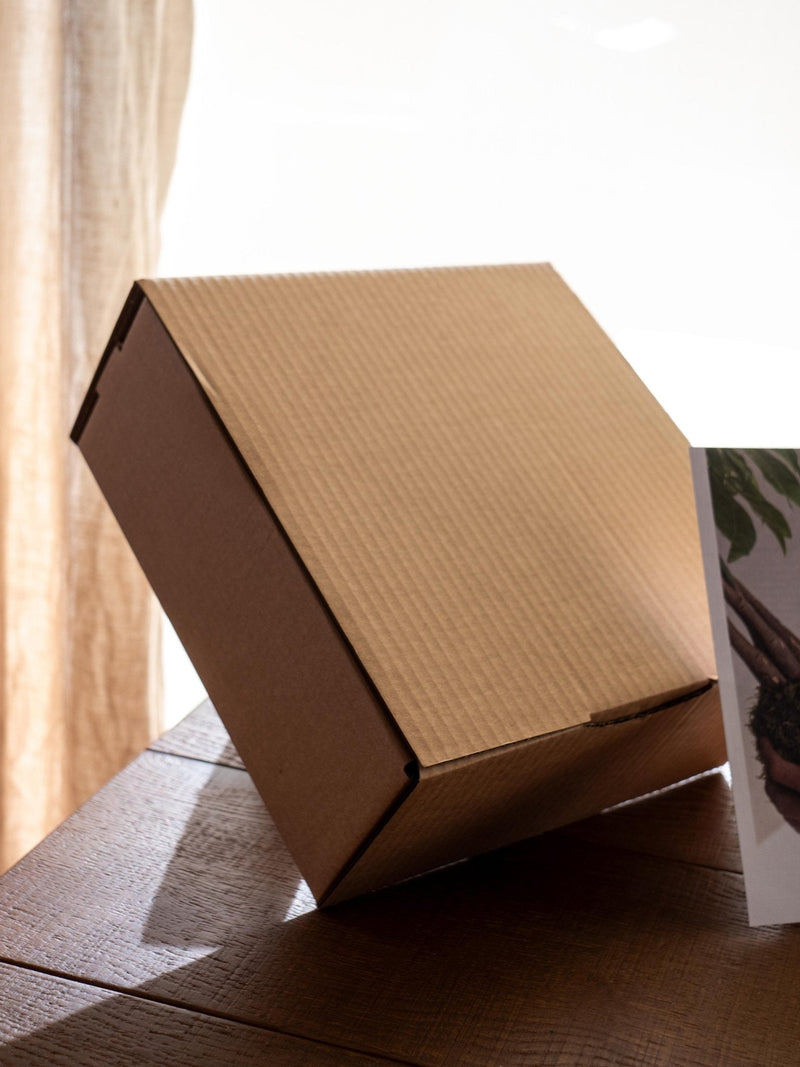 Kit de entrega de plantas Kokedama - Espárragos