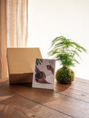 Kit de entrega de plantas Kokedama - Espárragos