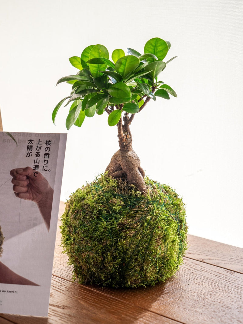 Plant delivery Kit Kokedama - Ficus