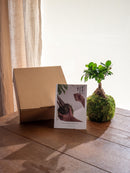 Plant delivery Kit Kokedama - Ficus