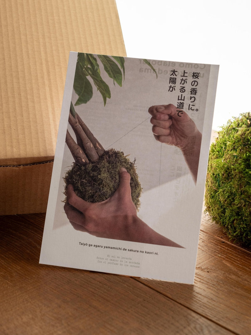 Plant delivery Kit Kokedama - Ficus