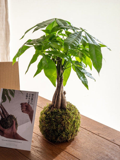 Kit de entrega de plantas Kokedama - Pachira