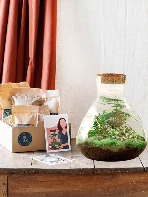 Entrega de plantas Kit Terrario DIY 3 plantas - SAMOS