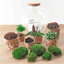 Kit de terrario de bricolaje - BAOBAB