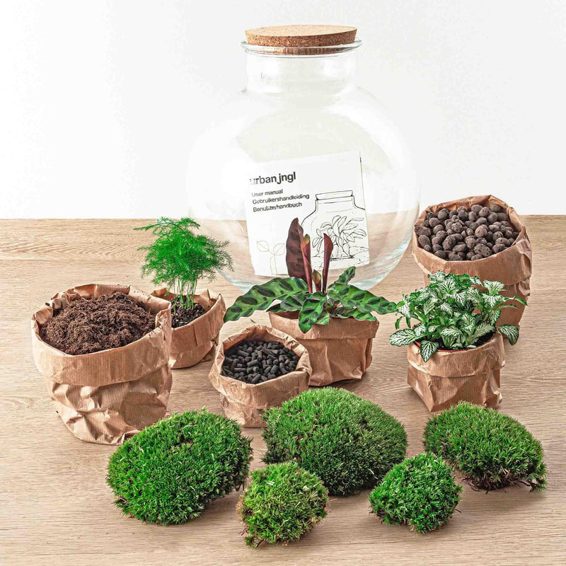 Kit de terrario de bricolaje - BAOBAB