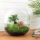 Entrega de plantas Kit de terrario DIY - DOME XL