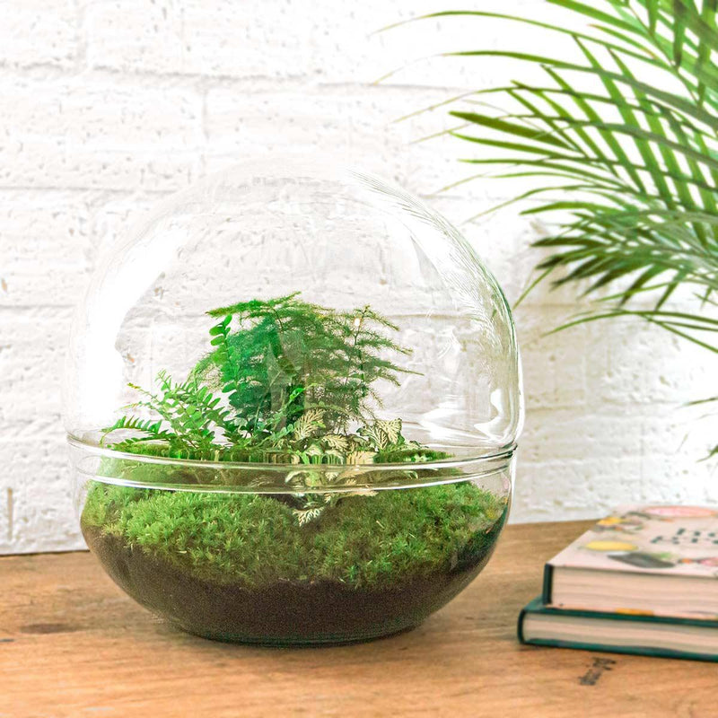 Entrega de plantas Kit de terrario DIY - DOME XL