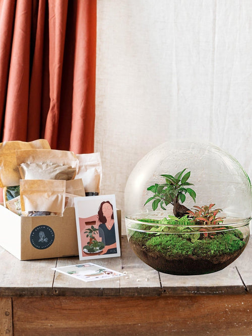 Entrega de plantas Kit de terrario DIY - DOME XL