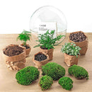 Entrega de plantas Kit de terrario DIY - DOME XL
