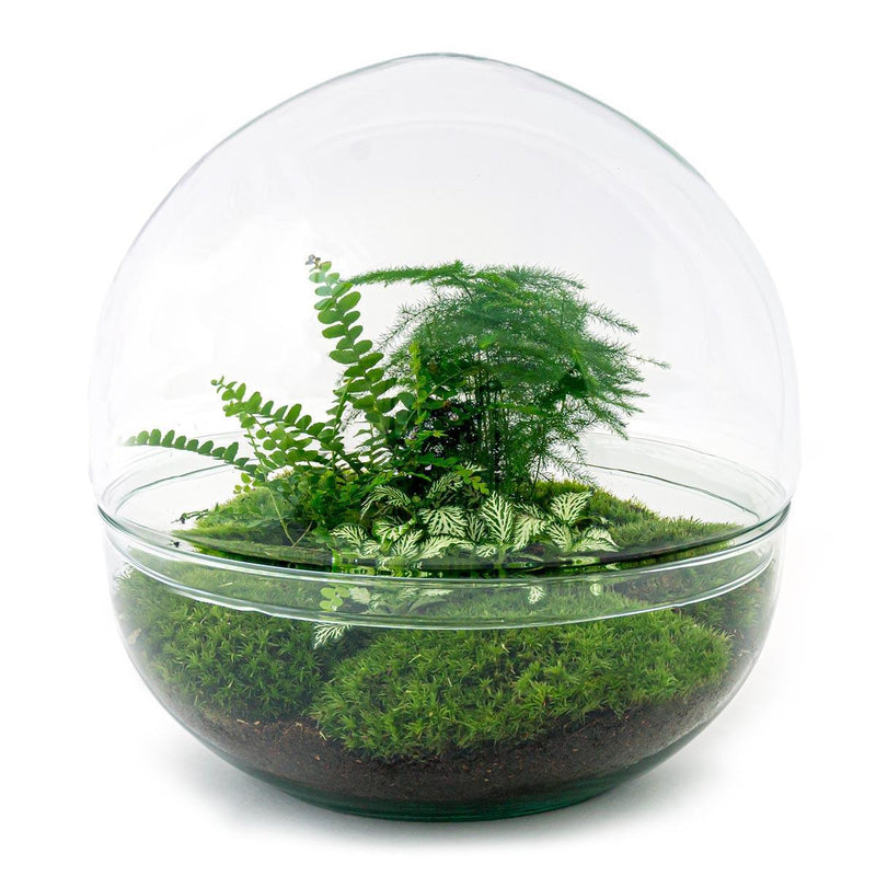 Entrega de plantas Kit de terrario DIY - DOME XL