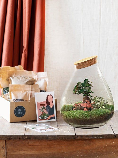 Kit de terrario DIY para entrega de plantas - PUERTA