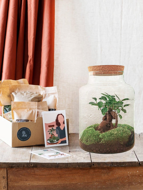 Entrega de plantas Kit DIY Terrario - MILA