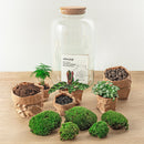 Kit de terrario de bricolaje - SALEN
