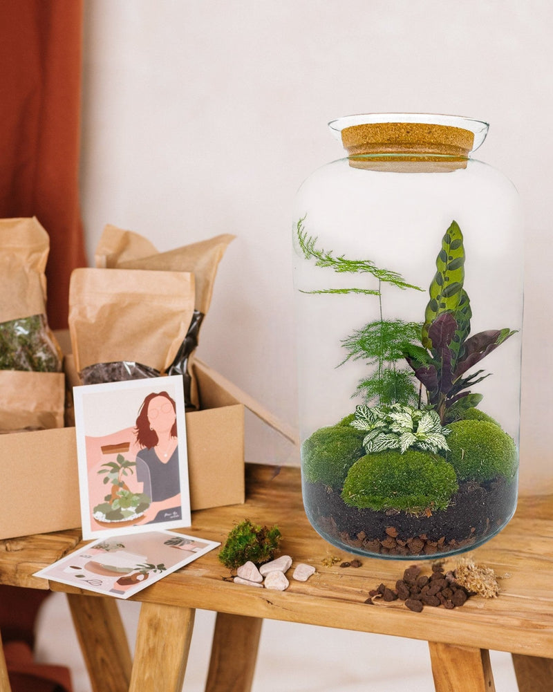 Kit de terrario de bricolaje - SALEN