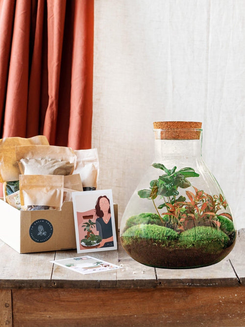 Entrega de plantas Kit DIY Terrario - SAMA