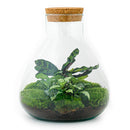 Livraison plante Kit Terrarium DIY - SAMA