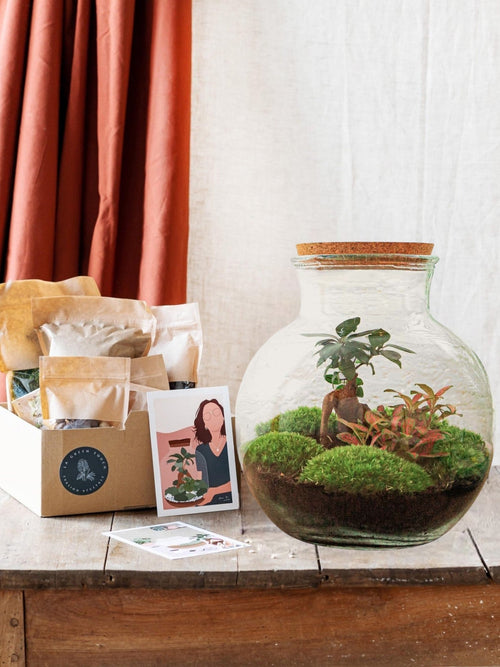 Entrega de plantas Kit DIY Terrario - TEDDY