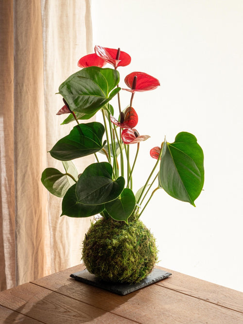 Entrega de planta Kokedama - Anthurium