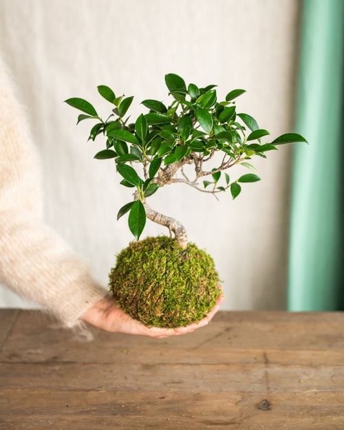 Entrega de planta Kokedama - Bonsai Ficus retusa