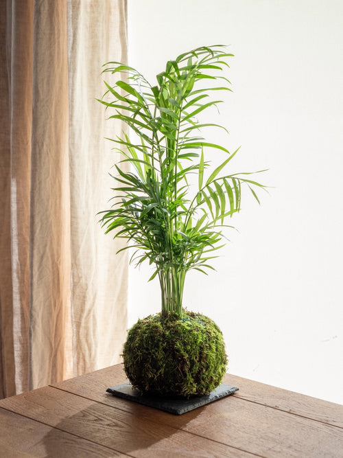 Entrega planta Kokedama - Chamaedorea
