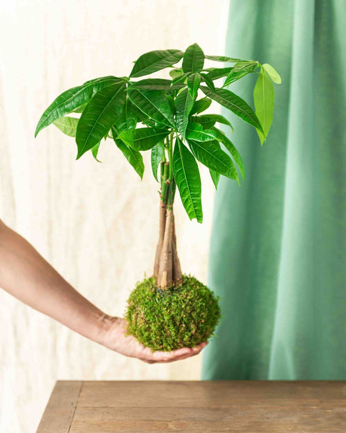 Entrega de planta de Kokedama - Pachira