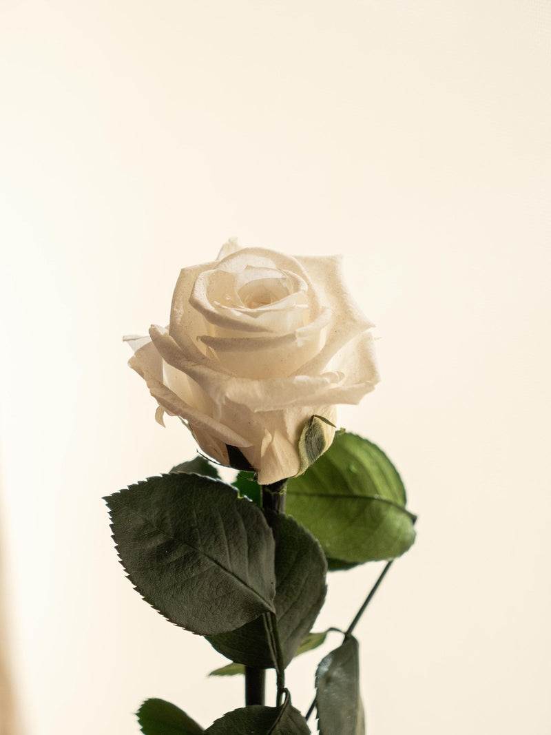 Entrega de planta Kokedama - Rosa eterna - San Valentín