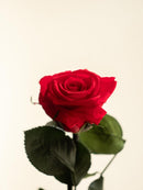 Entrega de planta Kokedama - Rosa eterna - San Valentín