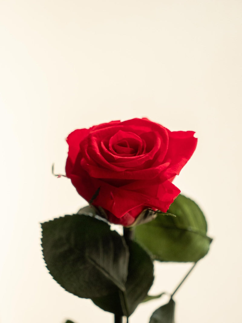 Entrega de planta Kokedama - Rosa eterna - San Valentín