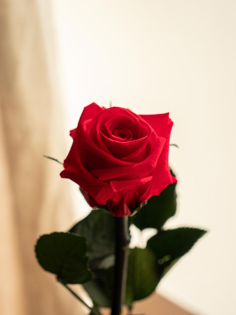Entrega de planta Kokedama - Rosa eterna - San Valentín