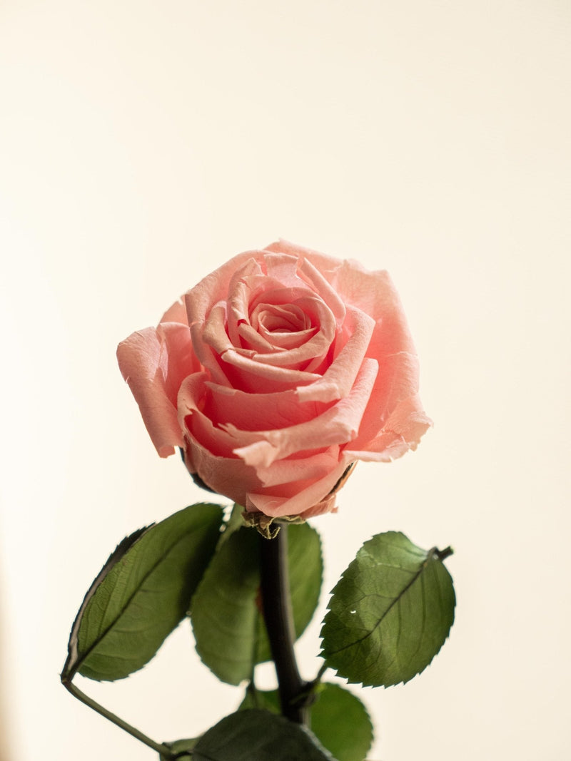 Entrega de planta Kokedama - Rosa eterna - San Valentín
