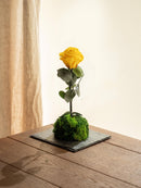 Entrega de planta Kokedama - Rosa eterna - San Valentín