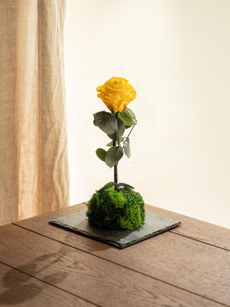 Entrega de planta Kokedama - Rosa eterna - San Valentín