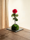 Entrega de planta Kokedama - Rosa eterna - San Valentín